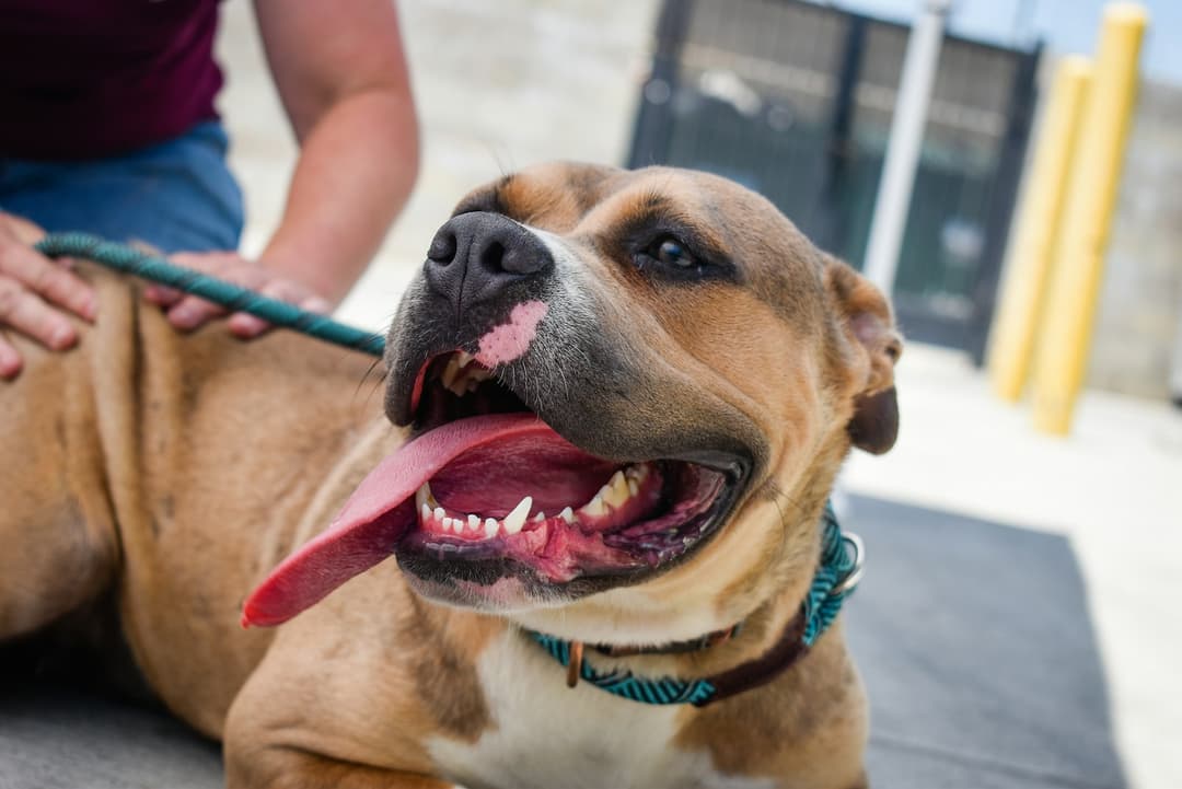 Are animal shelters trustworthy? How to know your donation isn't a scam