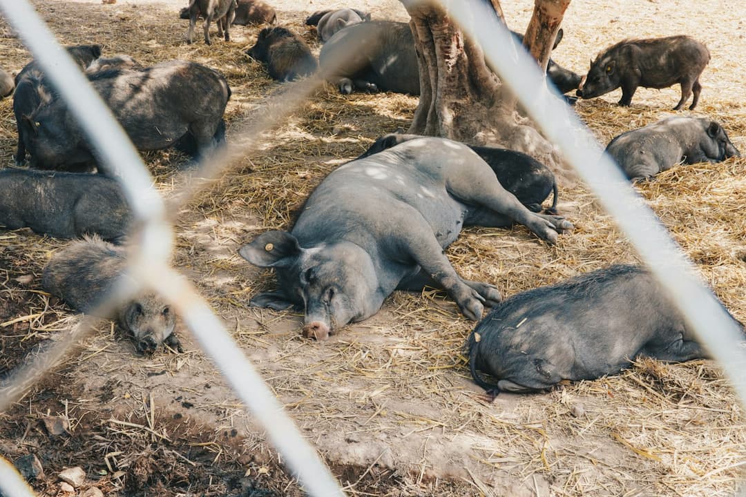 Animal shelter, rescue, or sanctuary — which one should you support?